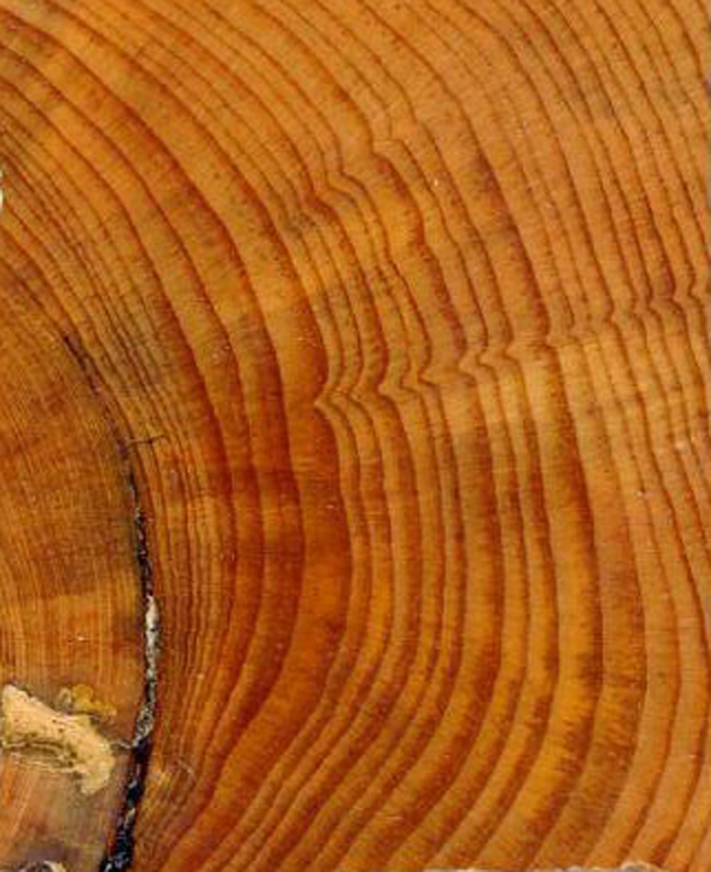 Tree Ring National Centers for Environmental Information (NCEI)